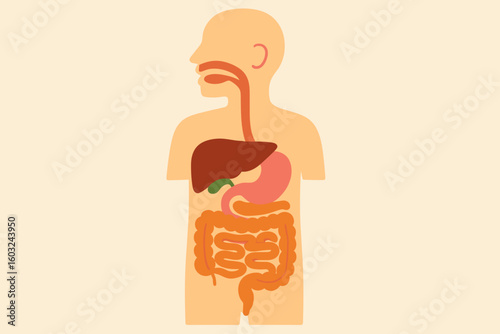 Respiratory and Digestive Tract Cross Section