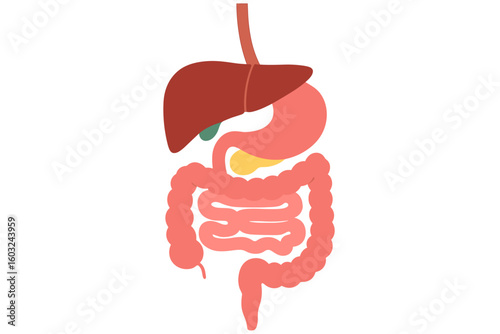Internal Organs – Digestive System Vector
