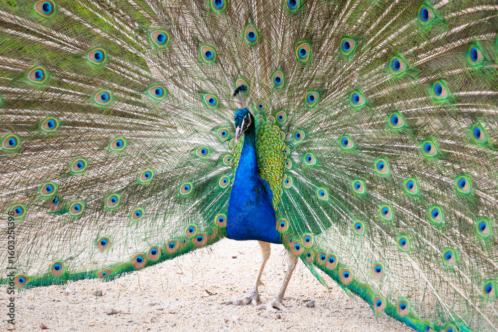 Obraz premium Peacock courtship behavior. The male bird is showing his colorful feathers to impress the female bird. Mating season of the common peafowl in the nature.