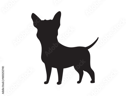  Chihuahua dog in sillhouette on white background