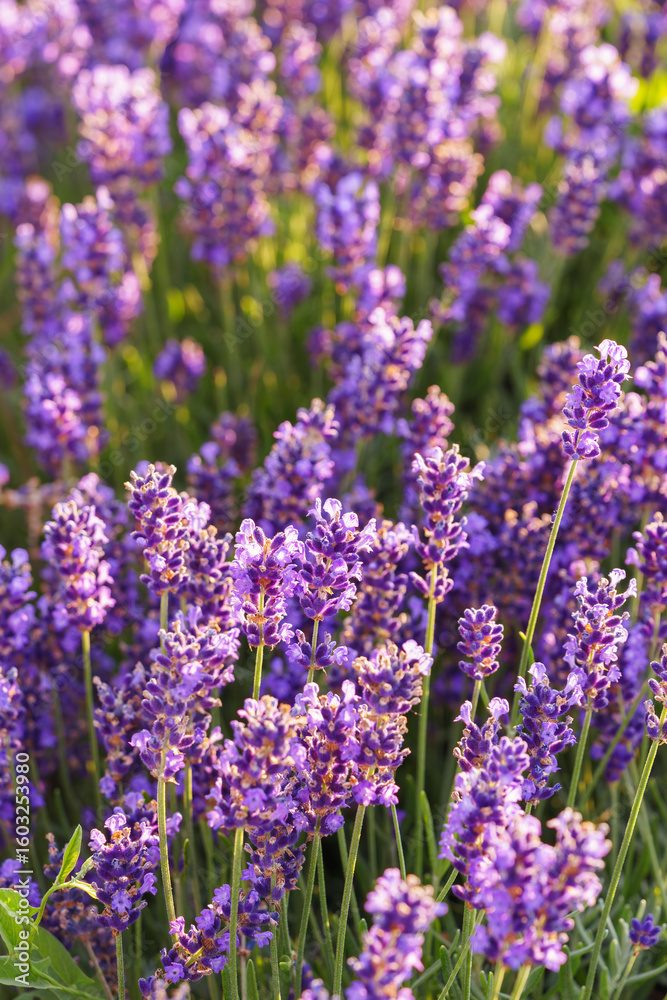Obraz premium Close up, macro view of vibrant purple lavender flowers in soft evening sunlight. Golden light, delicate texture and fragrant essence of blooming plants in full summer. Natural background, lanscape