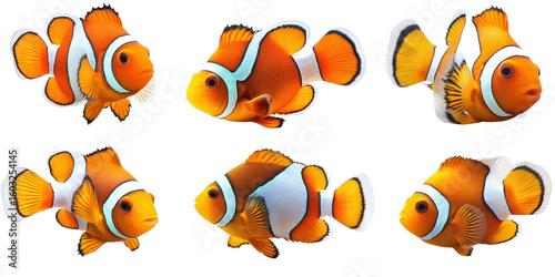 Set of clown fish isolated on white transparent background, cutout