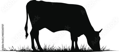 Grazing Cow Silhouette Vector. Black Farm Animal Eating Grass Illustration