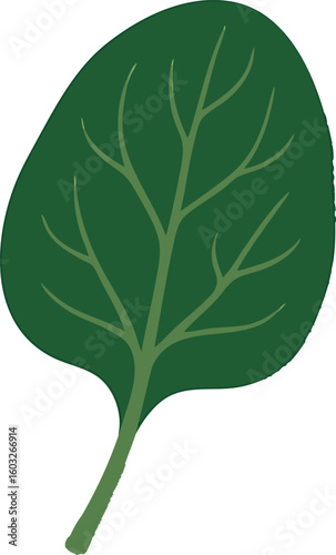 Flat vector fresh spinach leaf with clean shape and veins