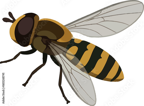Flat vector hoverfly hovering with bee-like pattern, transparent wings, vector-friendly, isolated on white