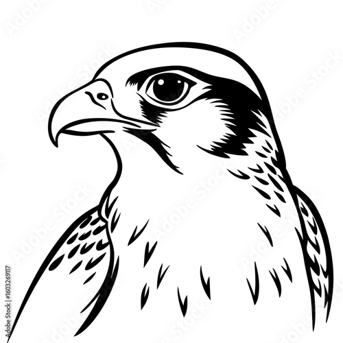 Falcon illustration in monochrome line art style for decoration  