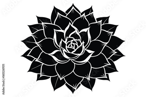 Graphic Black and White Echeveria Succulent Plant Vector Illustration Design Element
