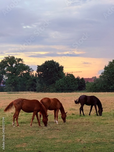 Beautiful horses in the field, sunset summer field with the horses