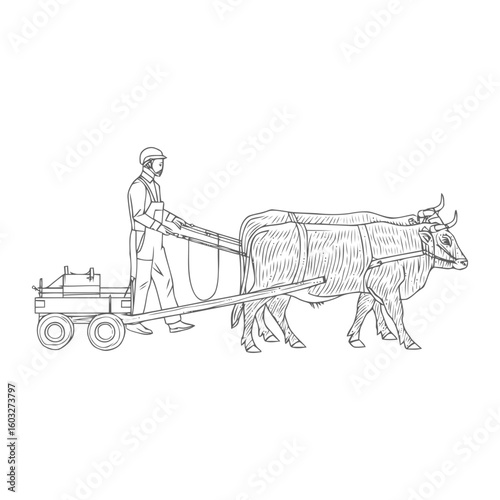 Detailed Line Art of a Worker Guiding a Team of Yoked Oxen Pulling a Modern Cart