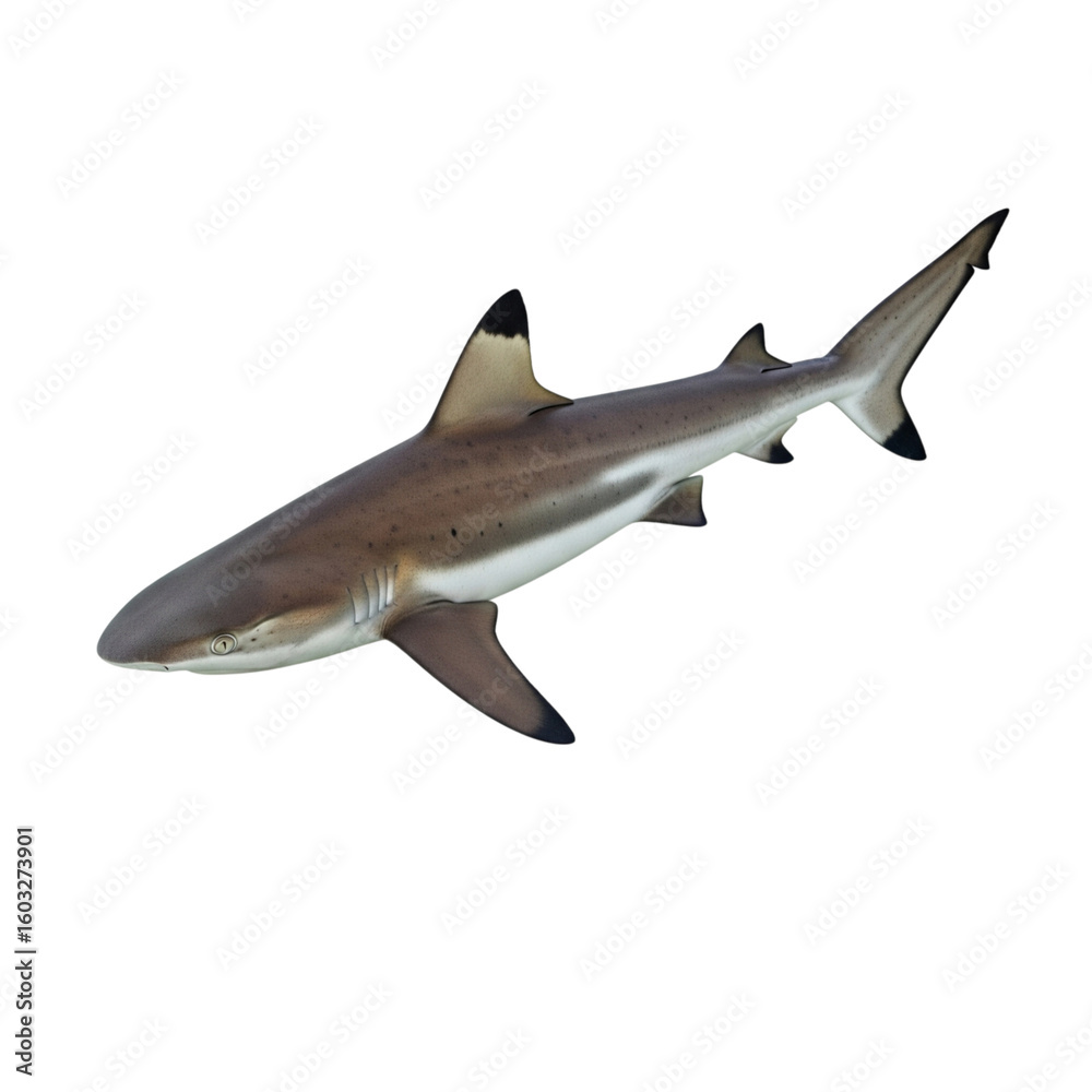 Fototapeta premium Dramatic Isolated Image of a Dangerous Blacktip Reef Shark Swimming in the Ocean