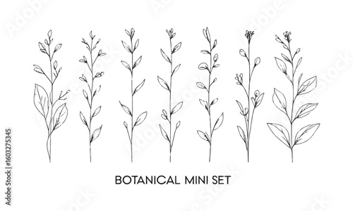 A minimal botanical vector illustration set featuring six unique plant and floral line drawings, Set hand drawn curly grass and flowers, Decorative floral, easily editable.