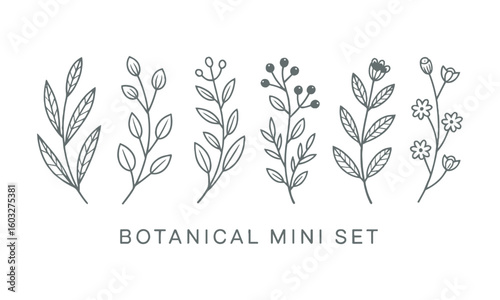 A minimal botanical vector illustration set featuring six unique plant and floral line drawings, Set hand drawn curly grass and flowers, Decorative floral, easily editable.