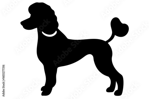 White Poodle Dog Silhouette on White Background animal