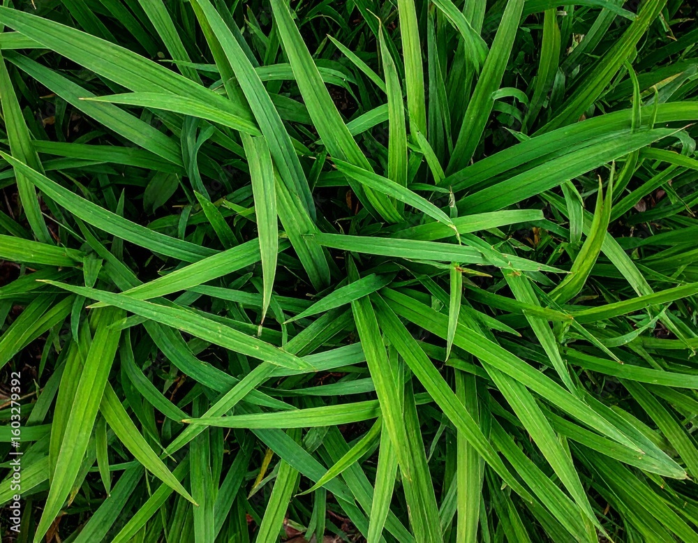 Lush Green Grass Foliage Close Up View from Above in Daylight Background Lush Green Grass Foliage Close Up View from Above in Daylight Background