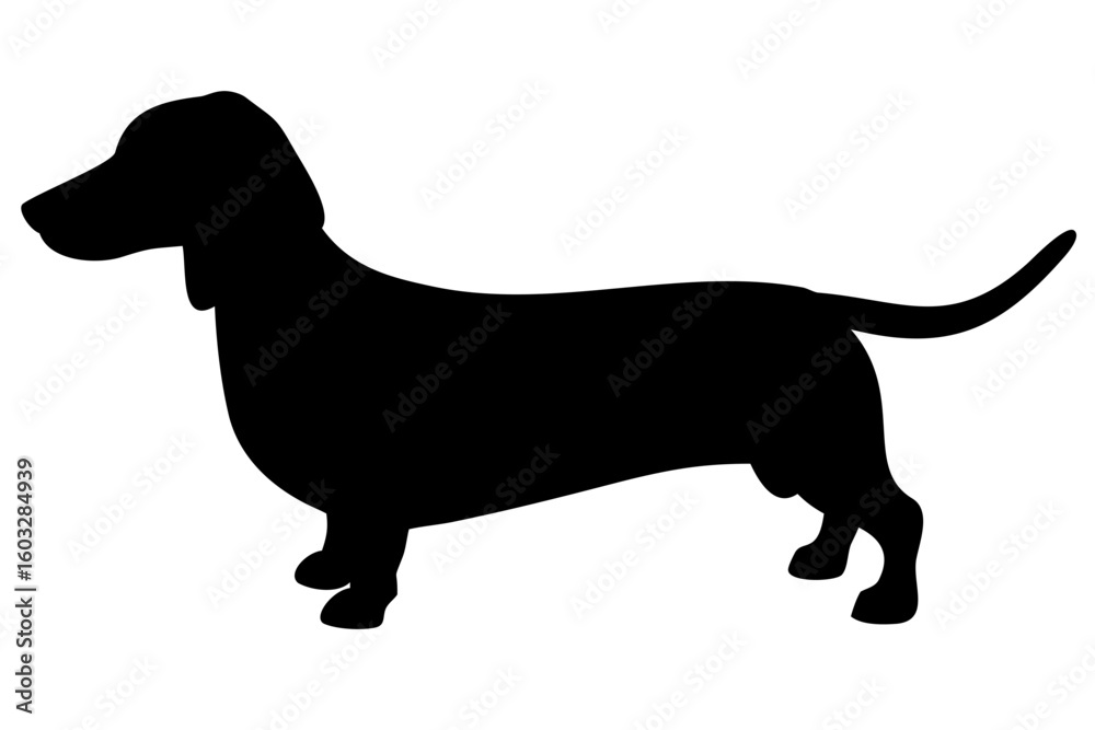 Mini Dachshund Dog Silhouette on White Background animal Mini Dachshund Dog Silhouette on White Background animal