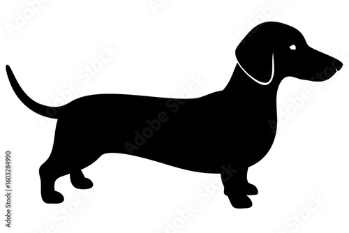 Short haired dachshund dog silhouette animal