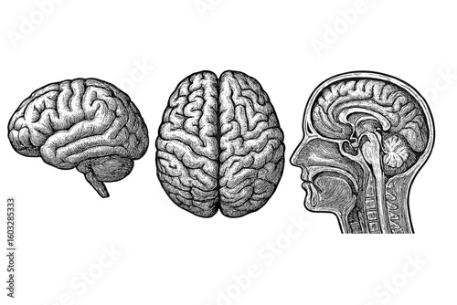 Human brain anatomy illustration set. Vector drawing of brain side view, top view, and head cross-section. Engraving style for science, medical, and neurology concepts.