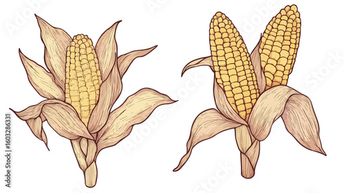 Fresh Sweet Corn Cob Surrounded by Green Leaves on White Background