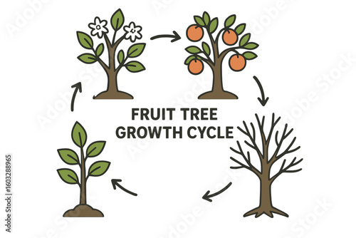 Fruit Tree Growth Cycle Vector Illustration – Seasonal Stages with Blossoms, Ripe Fruit, Dormancy, and Seedling – Botanical Agriculture, Farming, Horticulture Concept, Transparent Background