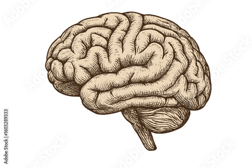 Vintage Anatomical Brain Illustration, Detailed Medical Engraving, Human Organ, Neuroscience Concept, Hand-Drawn Sketch, Cerebral Cortex, Biology, Academic Education, Isolated Vector Graphic