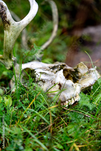 Принти на полотні Deer Skull with Antlers in Green Grass: Nature's Cycle in Wilderness, Close-Up o