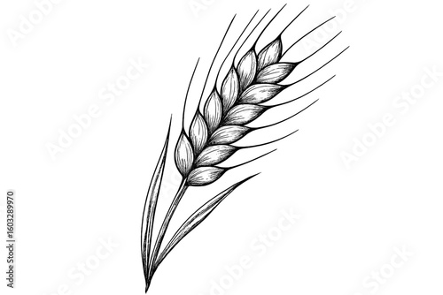 Realistic Hand Drawn Wheat Ear Vector Illustration. Grain Crop Ear Isolated. Harvest Symbol. Detailed Natural Botanical Design. Agricultural Food Ingredient. Rural Farming. Transparent Background