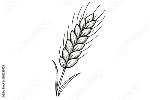 Hand Drawn Wheat Ear Botanical Vector Illustration, Vintage Grain Spike Detailed Sketch, Agricultural Plant Design on Transparent Background, Organic Farm Harvest Food, Rural Nature Symbol