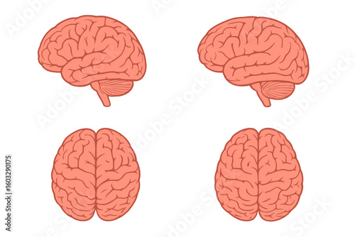 Detailed Human Brain Anatomy Vector Illustrations, Lateral and Top Views, Set of Four Isolated on Transparent Background for Medical, Educational, Science, and Healthcare Concepts