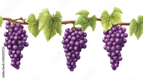 Luscious Purple Grapes Bunch Hanging and Growing on Branch