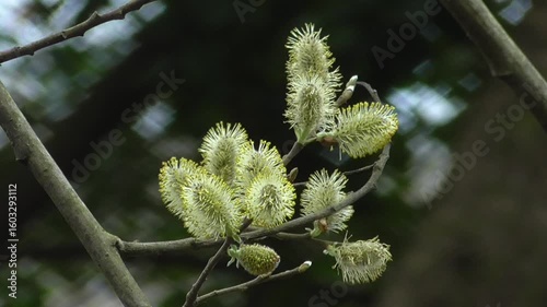 Goat Willow, Pussy Willow or Great Sallow (Salix caprea) - Male Catkins in Spring