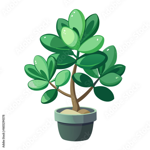 vector illustration of a jade plant