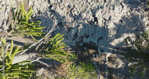 Aerial top view of man walking among araucaria pine trees and basalt columns. Neuquen, Patagonia, Argentina