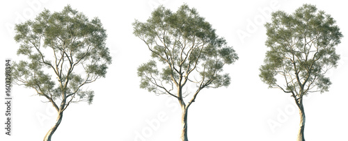 Set of Eucalyptus amygdalina (commonly known as black peppermint) frontal isolated png in sunny daylight on a transparent background perfectly cutout