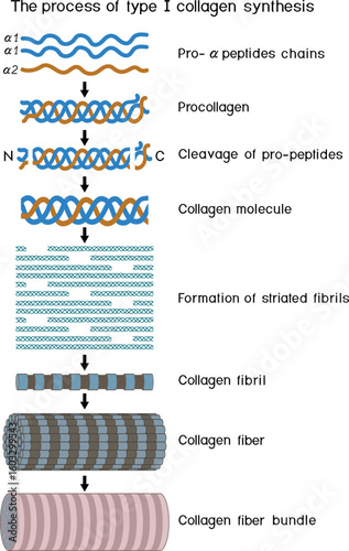 Multi-step process of type I collagen synthesis. Scheme of collagen biosynthesis for biology lessons