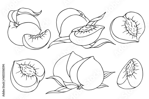 Line sketch,peach fruit outline and nectarine pieces.Vector graphic.