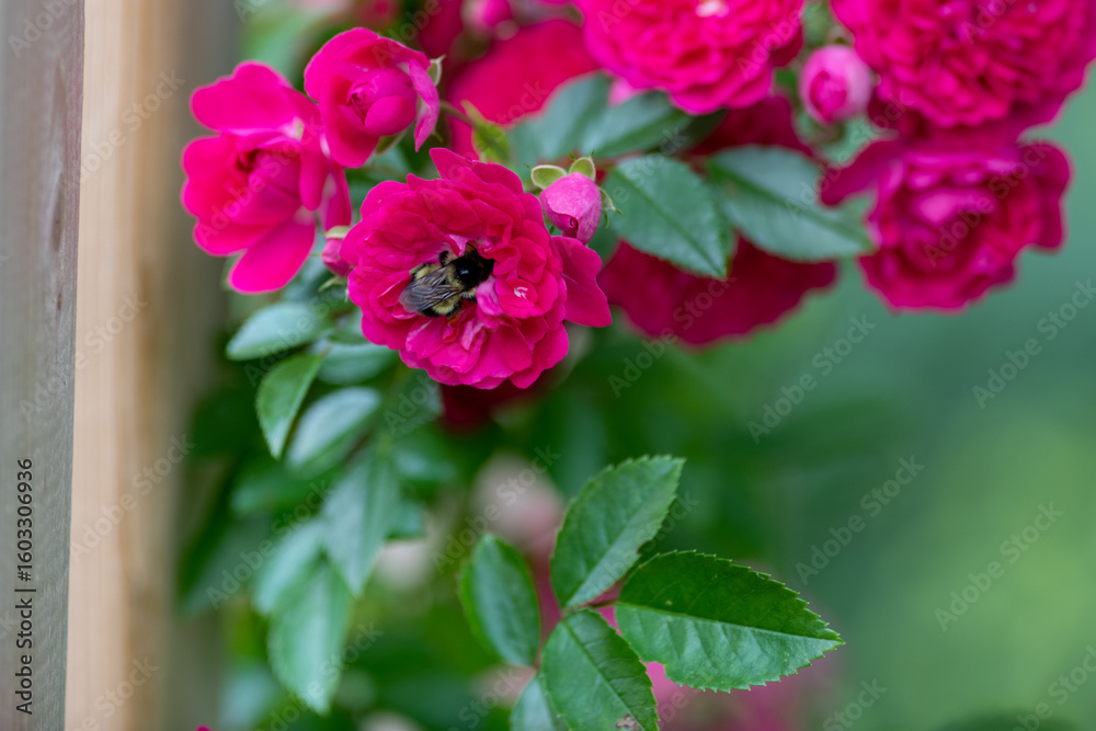 Fototapeta premium A macro of a large bumblebee sucking the nectar from one of several bright pink, vibrant roses. The honeybee has yellow and black stripes on its hairy body, with six long legs, and two antennae. 
