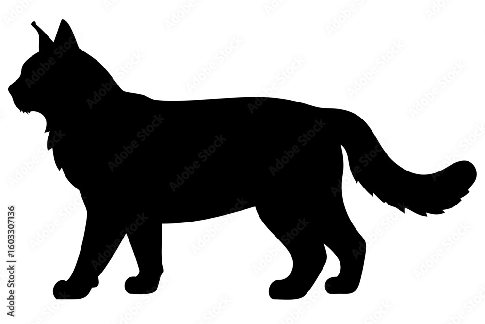 Obraz premium Silhouette of a Giant Maine Coon Cat feline