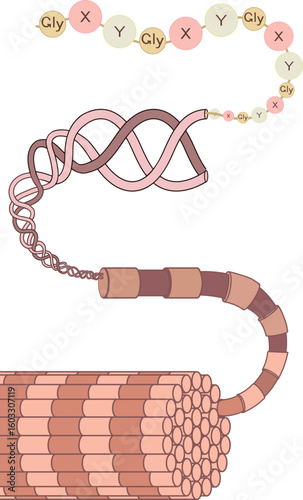 Structure of collagen fiber for biology lessons	