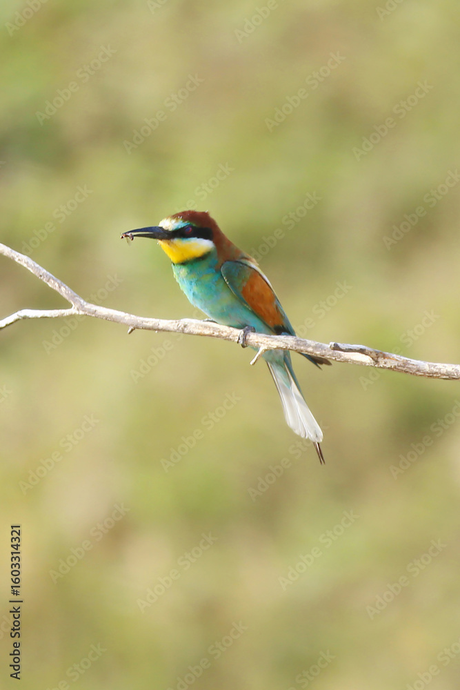Obraz premium European bee-eater hunting flying insects in natural environment. Birds resting on the tree