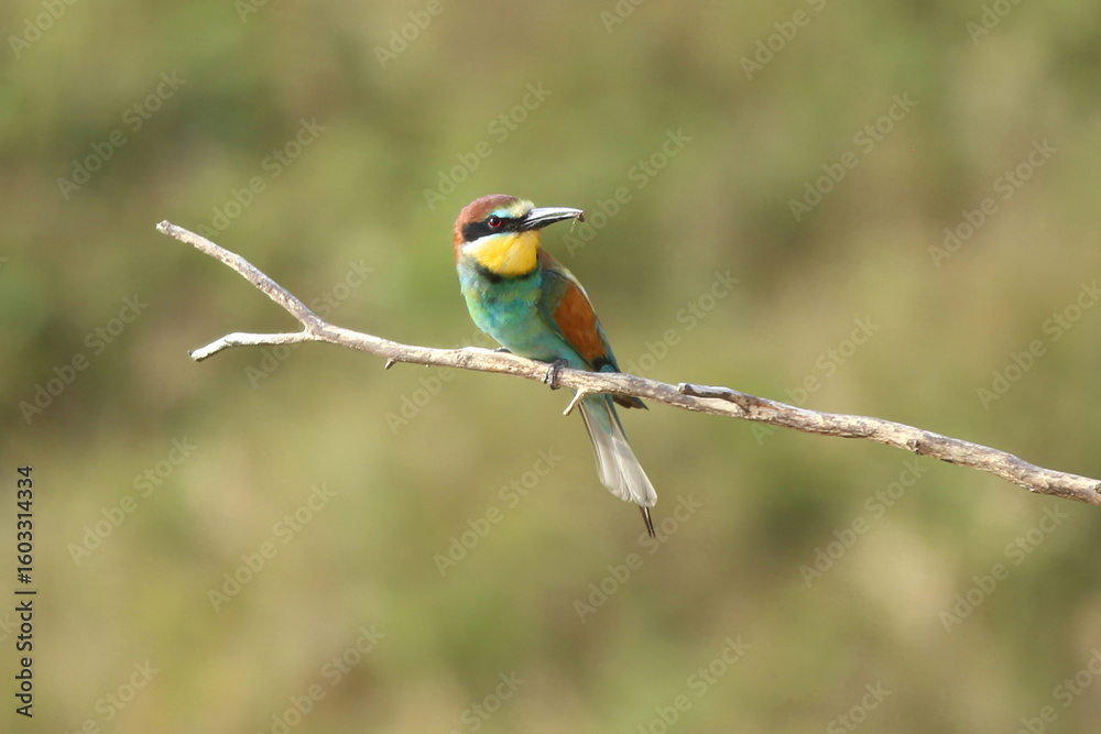 Obraz premium European bee-eater hunting flying insects in natural environment. Birds resting on the tree