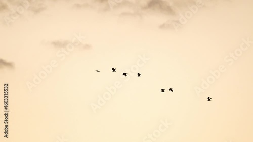 Birds in flight in the golden hour sunset sky 