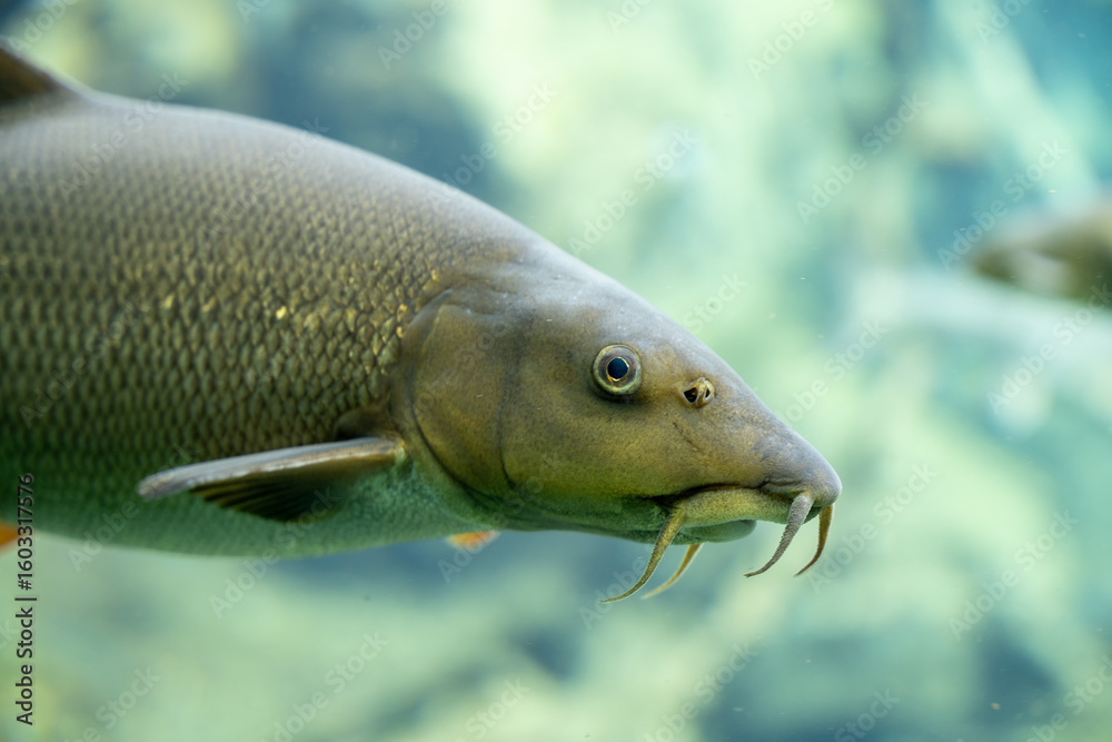 Fototapeta premium Close-Up of Freshwater Barbel Fish Head | Detailed Underwater Portrait with Distinctive Barbels and Golden Scales
