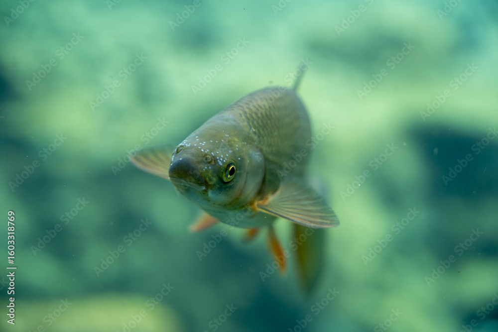Fototapeta premium Curious Freshwater Fish Gaze: Close-up of Aquatic Life in Murky Waters, Serene Underwater Encounter