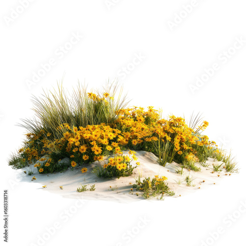 Desert wildflowers on sand dune