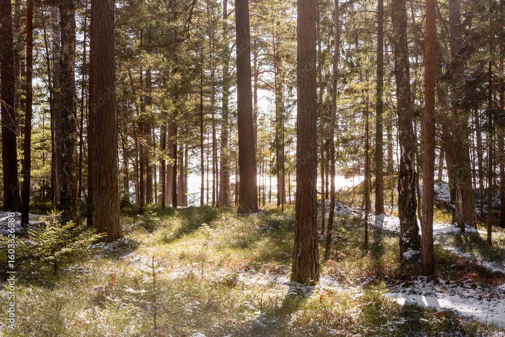 Fototapeta premium Spring Forest After Snowfall. A serene spring forest landscape after a sudden snowfall.