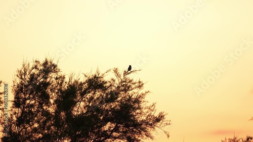 Bird sitting on top top of the tree in the sunset