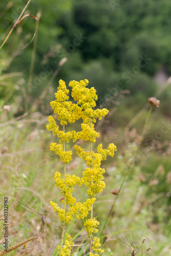 Medicinal plant (Galium verum) with yellow flowers close-up