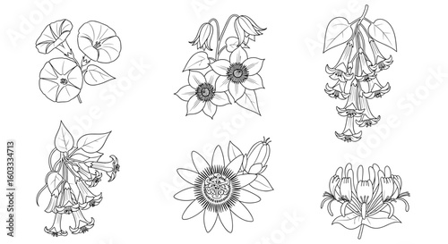Botanical illustration showing various flower species in detailed line drawings and floral arrangements style