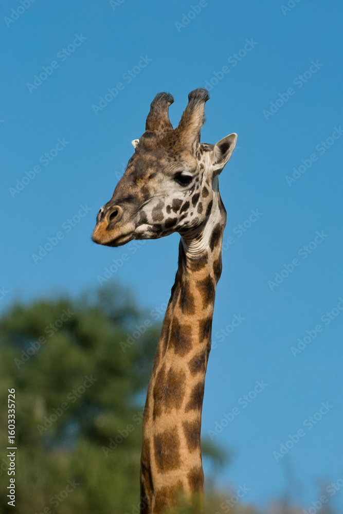 Fototapeta premium Giraffe portrait in the Masai Mara, Kenya