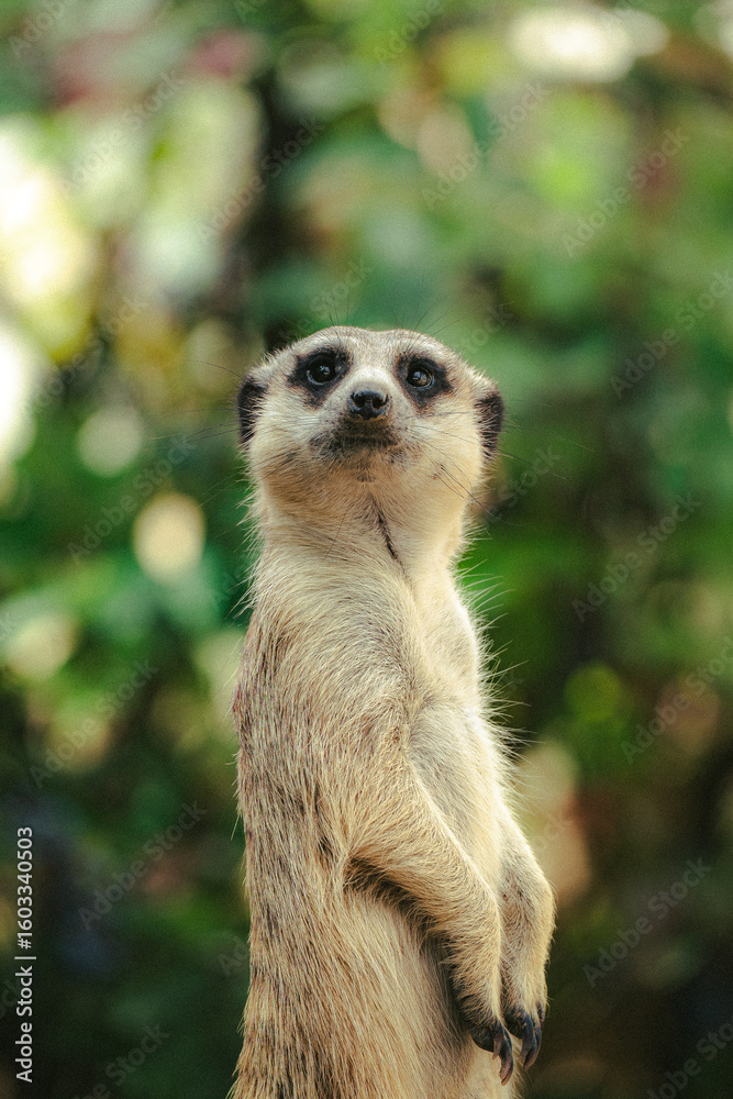 Fototapeta premium meerkat on the lookout